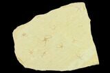 Jurassic Brittle Star (Sinosura) Multiple Plate - Solnhofen #132530-1